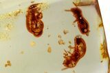 Polished Colombian Copal ( g) - Contains Termites! #326724-1